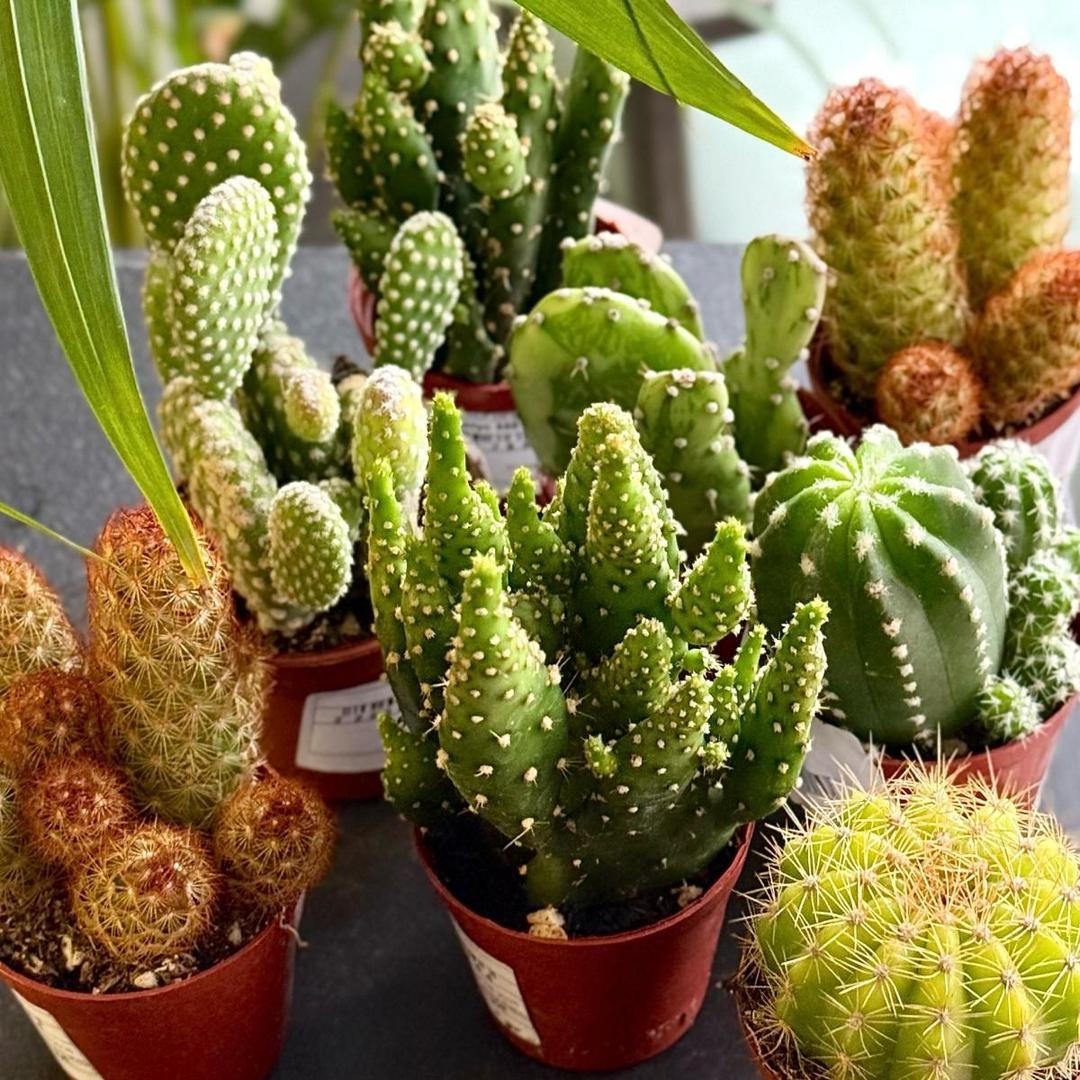 Кактус мини