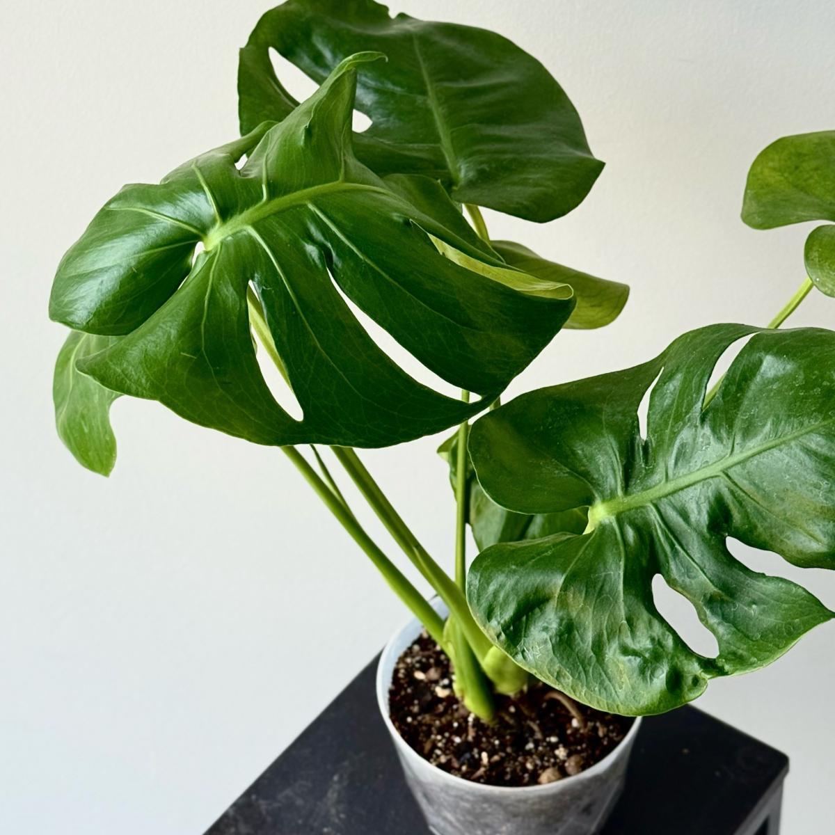 Монстера (размер M)