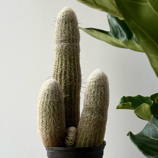 Кактус (размер L)