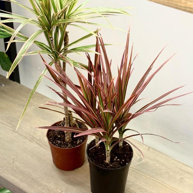 Драцена узколистная