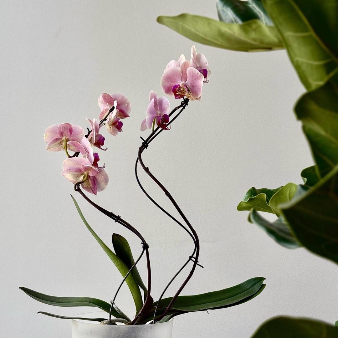 Орхидея Фаленопсис