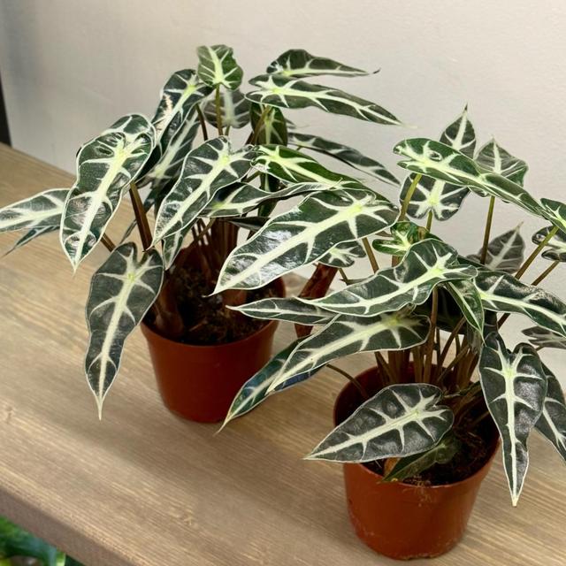 Алоказия Little  Fairy