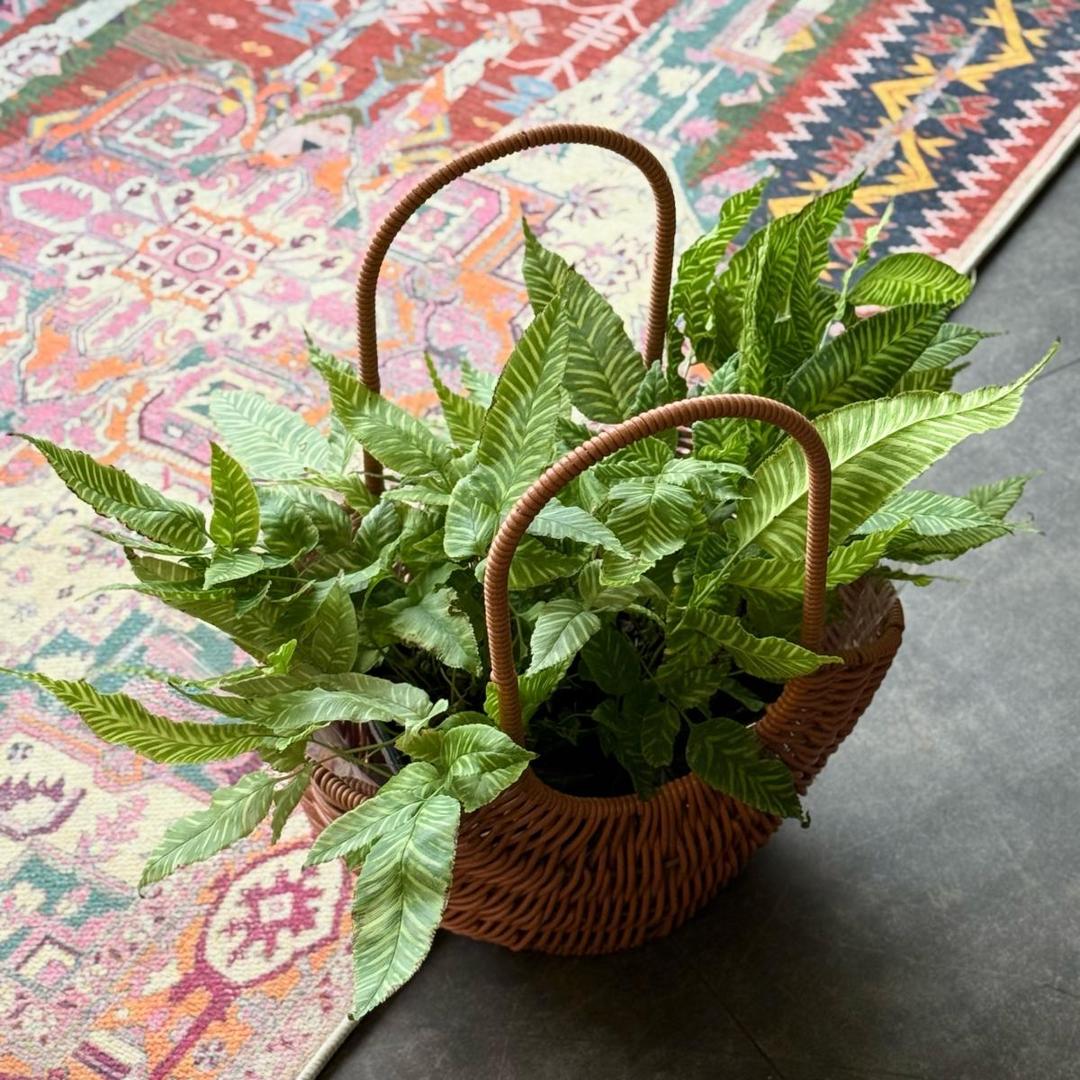 Папоротник