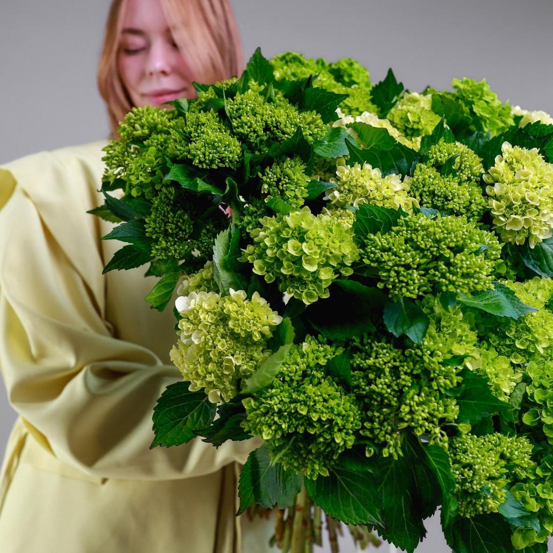 Гортензия мини