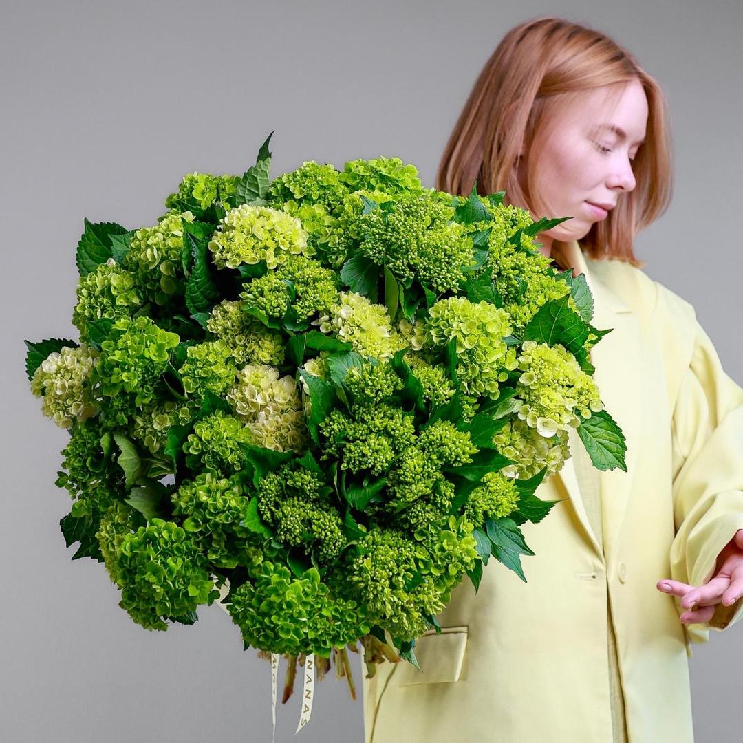 Гортензия мини