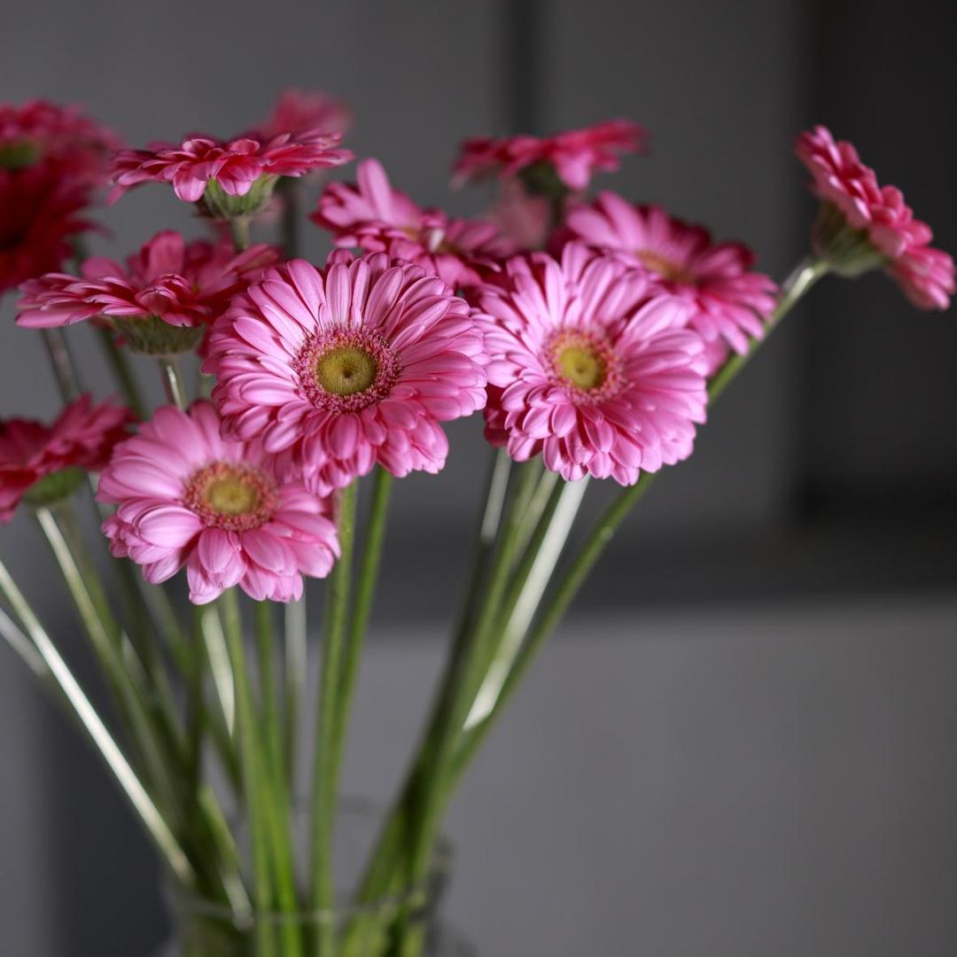 Гербера мини розовая