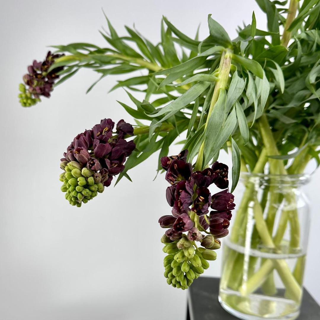 Фритиллярия Persica