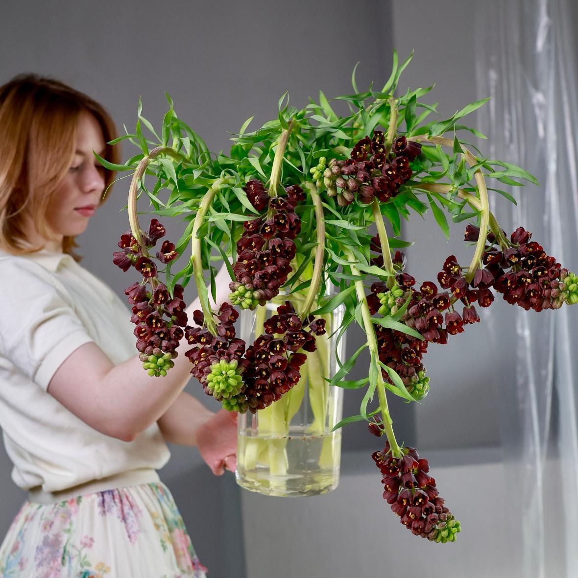 Фритиллярия Persica