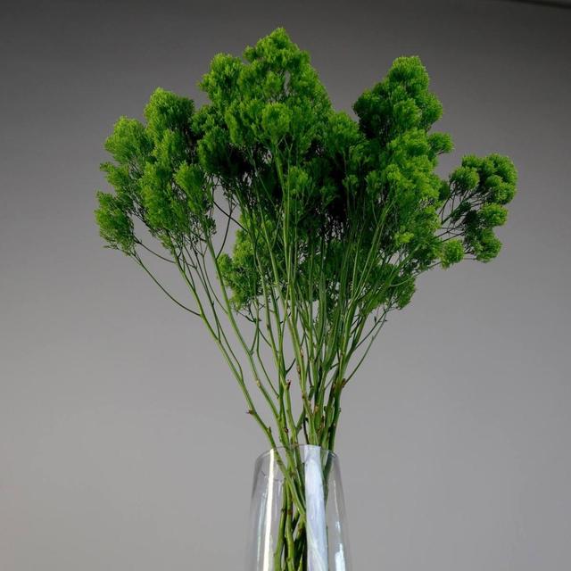 Трахелиум Трахелиум