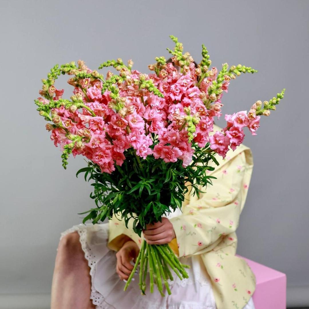 Антирринум розовый