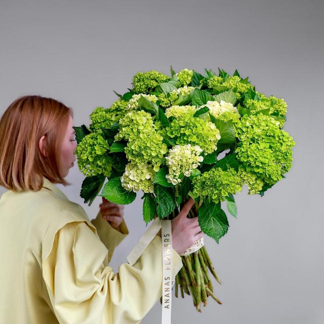 Гортензия мини Гортензия мини