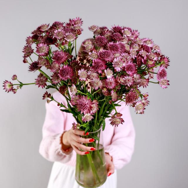 Астранция Астранция