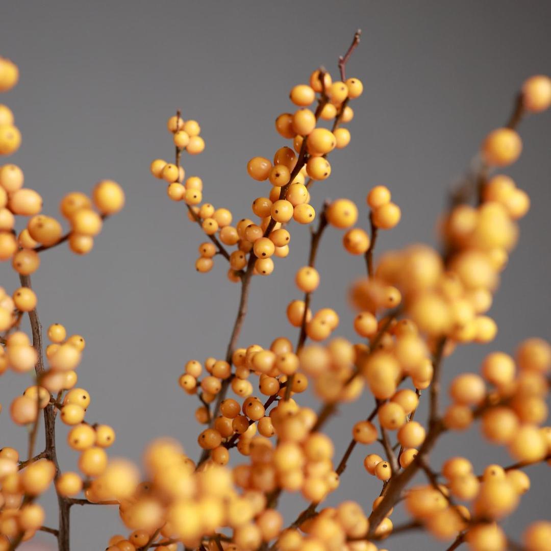 Илекс оранжевый