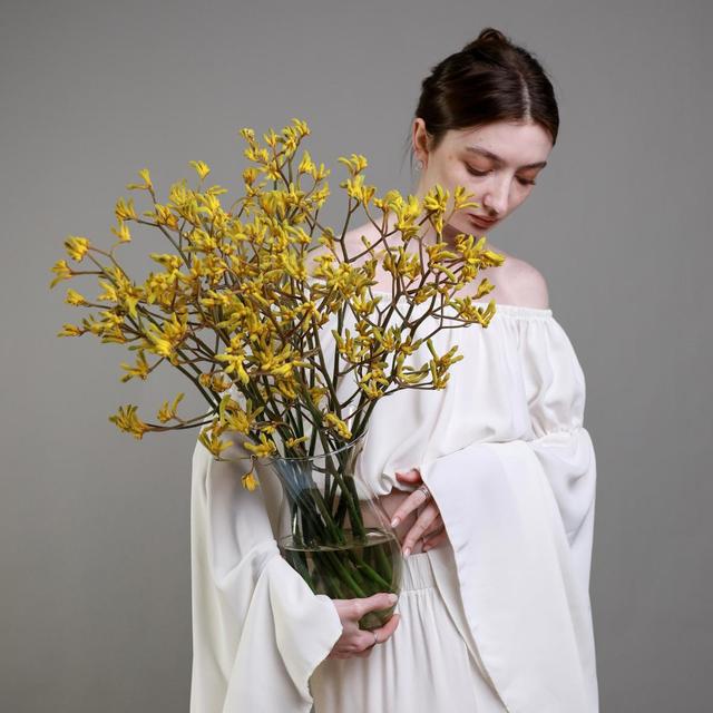 Анигозантос желтый Анигозантос желтый