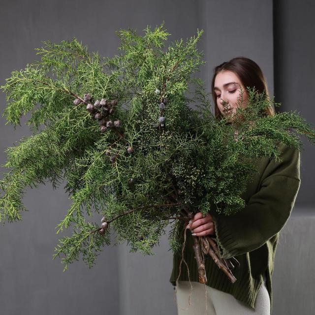 Кипарис (стоимость указана за банч) Кипарис (стоимость указана за банч)