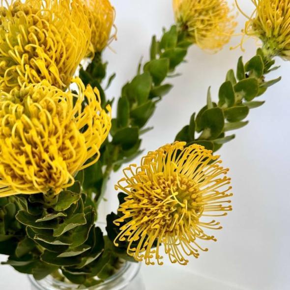 Нутан жёлтый